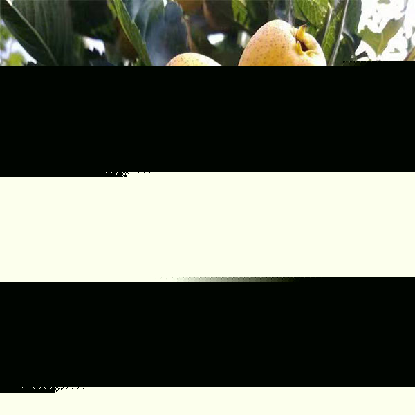 黄山楂