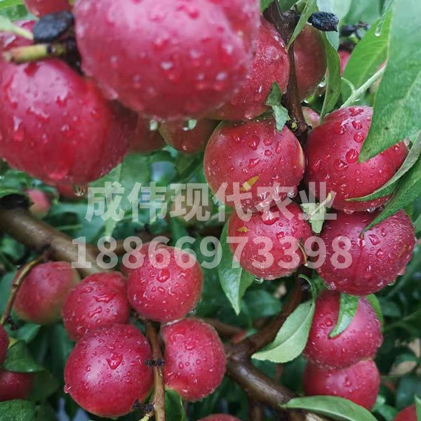 珍珠枣油桃